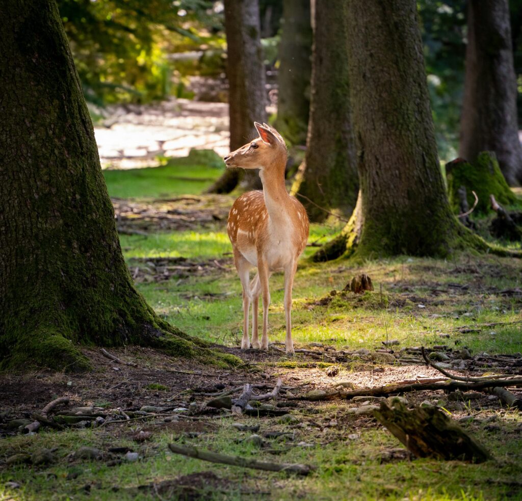 Bild von einem Reh im Wald